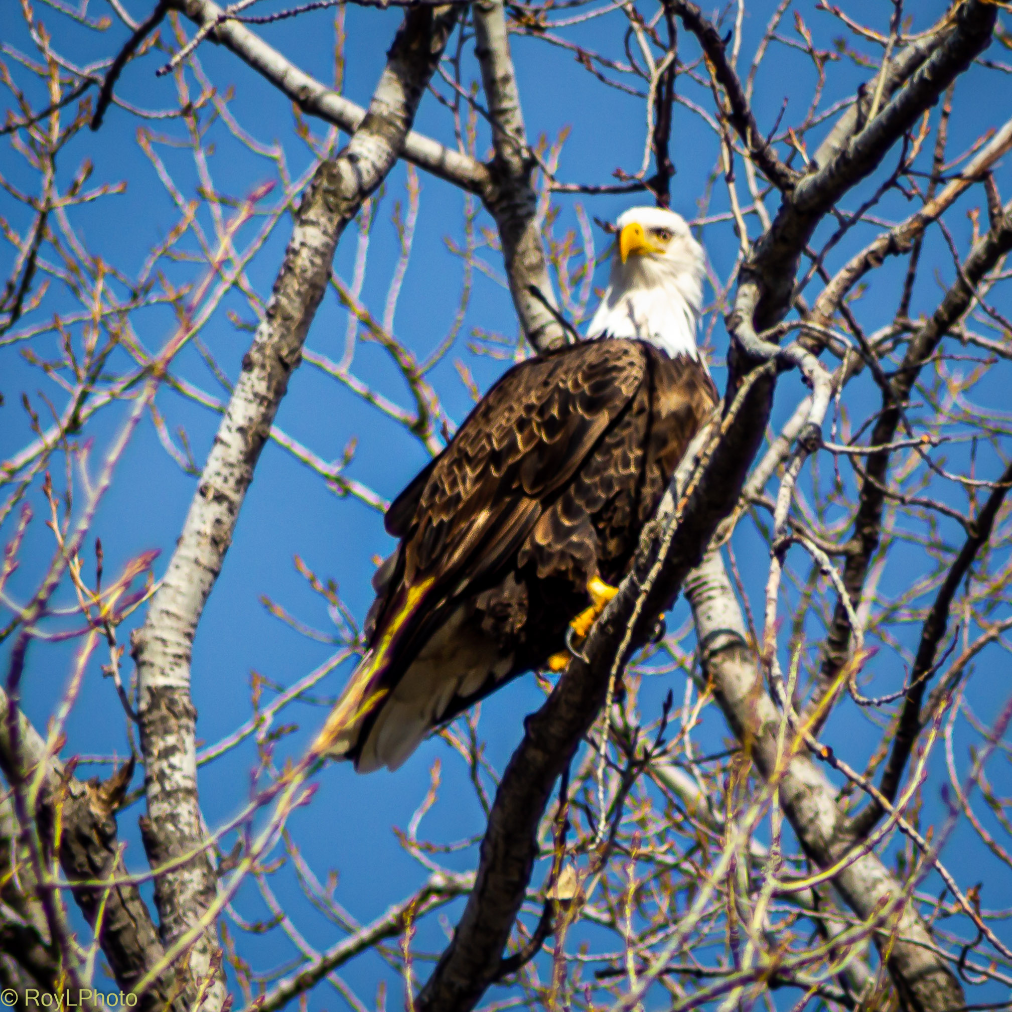 Bald Eagle at Saylorville.